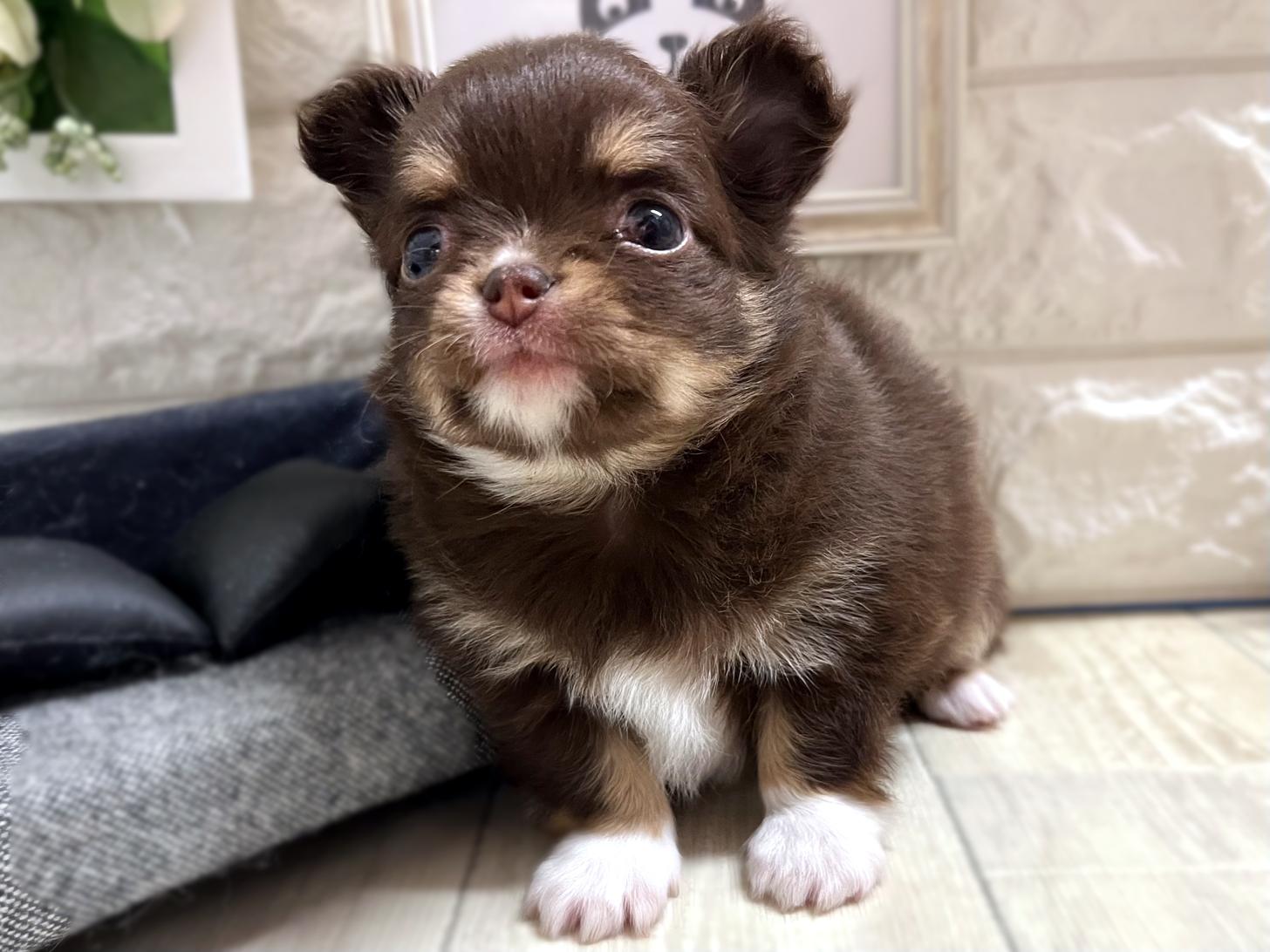 大阪府のチワワ(ロング) (DOGMAN平野瓜破店/2025年11月18日生まれ/女の子/チョコレートタンホワイト)の子犬の3枚目の画像