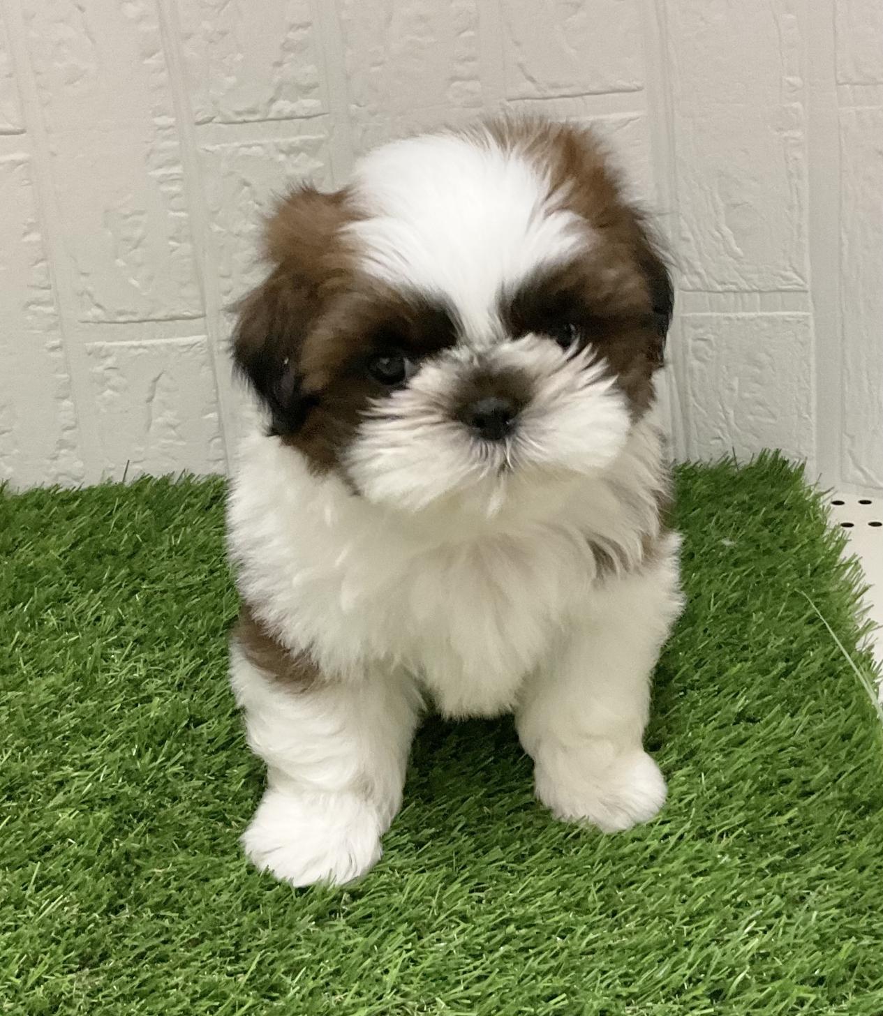 佐賀県のシーズー (ドッグズホーム佐賀店/2026年2月1日生まれ/男の子/ホワイトゴールド)の子犬