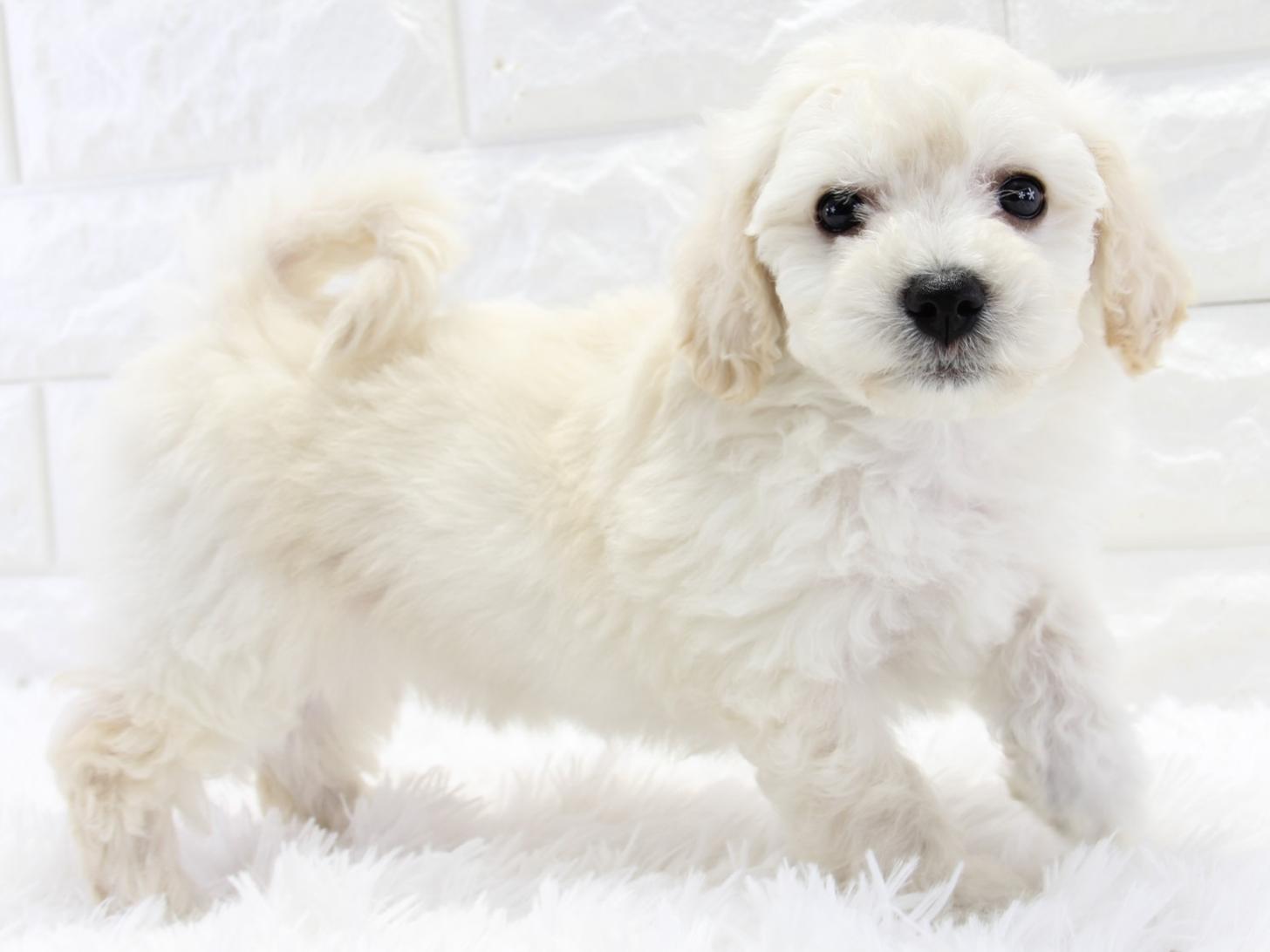 愛知県のビションフリーゼ (猫福家 名古屋南店/2025年3月19日生まれ/女の子/ホワイト)の子犬の1枚目の画像