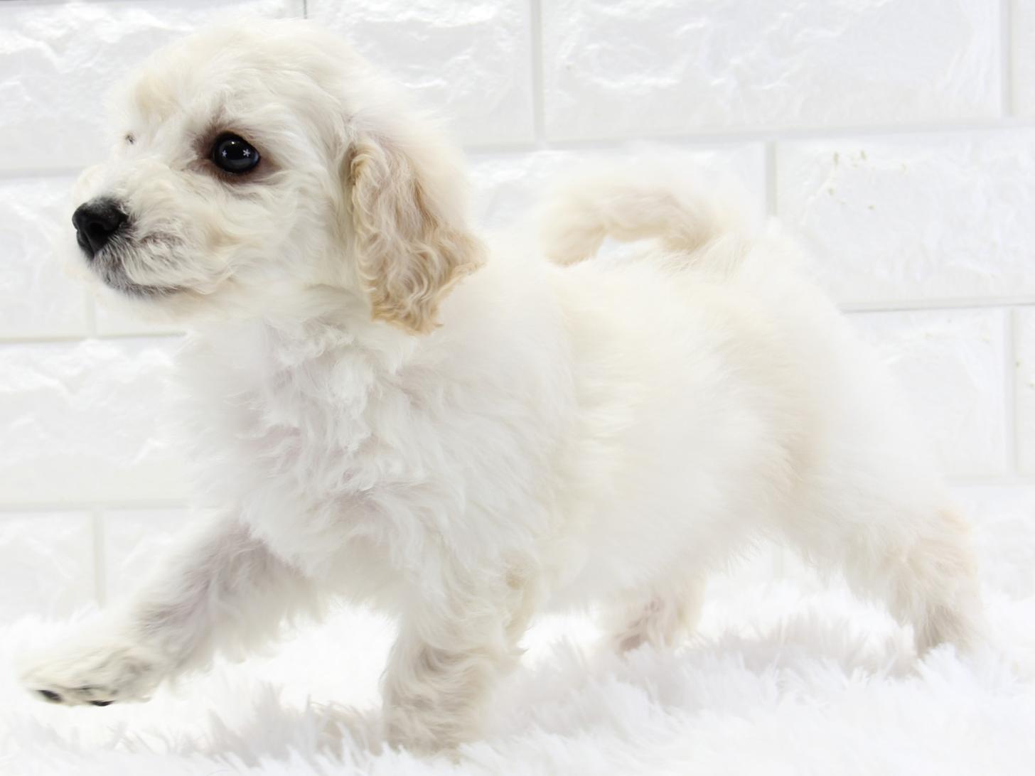 愛知県のビションフリーゼ (猫福家 名古屋南店/2025年3月19日生まれ/女の子/ホワイト)の子犬の2枚目の画像