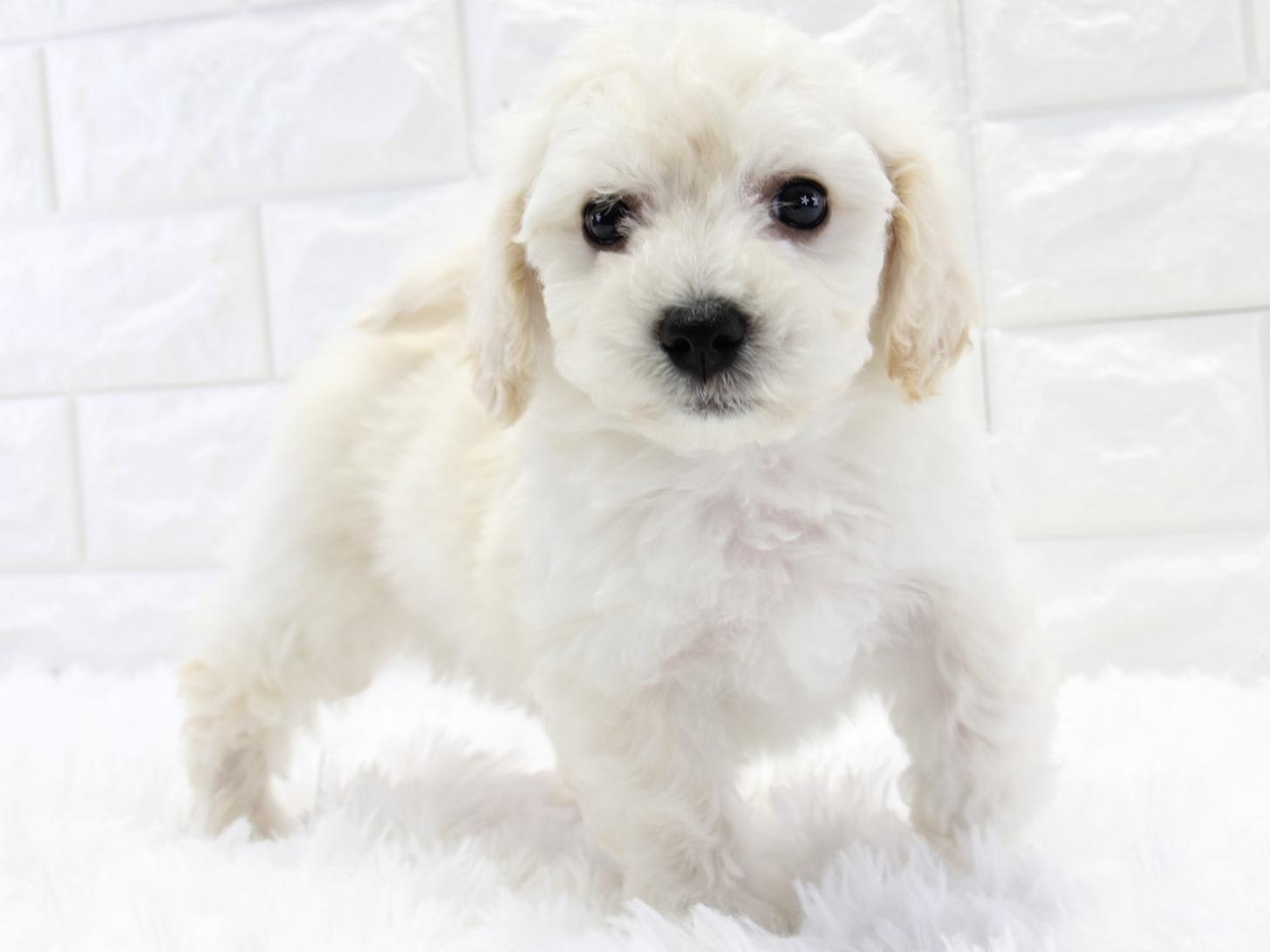 愛知県のビションフリーゼ (猫福家 名古屋南店/2025年3月19日生まれ/女の子/ホワイト)の子犬の3枚目の画像