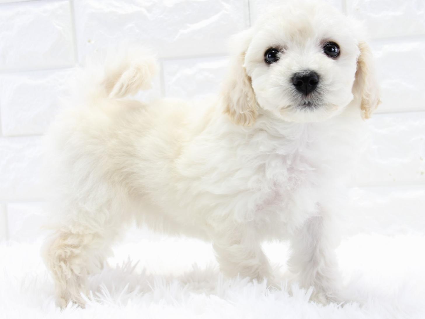 愛知県のビションフリーゼ (猫福家 名古屋南店/2025年3月19日生まれ/女の子/ホワイト)の子犬の4枚目の画像