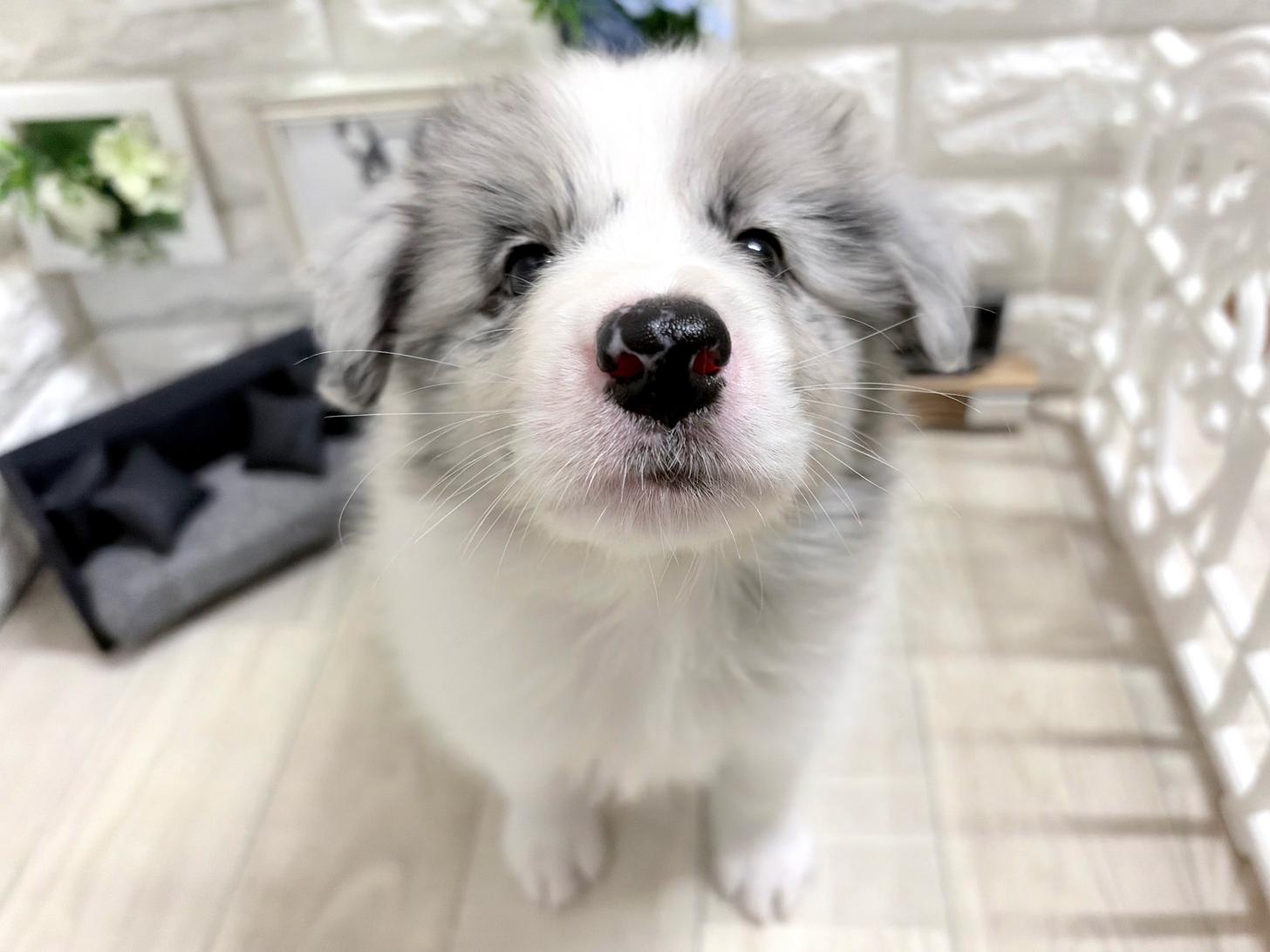 大阪府のボーダーコリー (DOGMAN平野瓜破店/2026年6月24日生まれ/女の子/ブルーマール)の子犬の2枚目の画像
