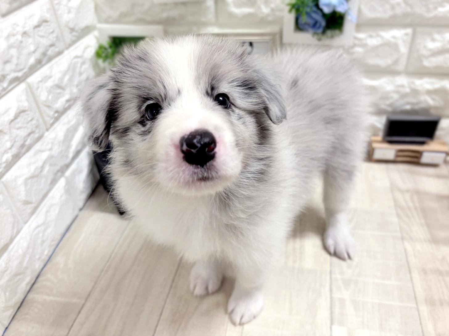 大阪府のボーダーコリー (DOGMAN平野瓜破店/2026年6月24日生まれ/女の子/ブルーマール)の子犬の3枚目の画像