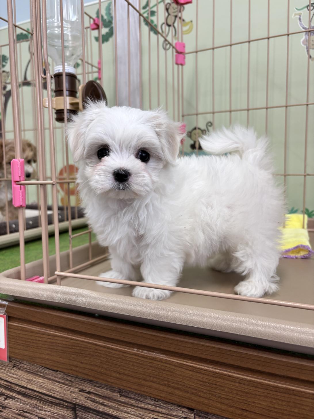 愛知県のマルチーズ (子いぬの足あと/2026年2月11日生まれ/女の子/ホワイト)の子犬