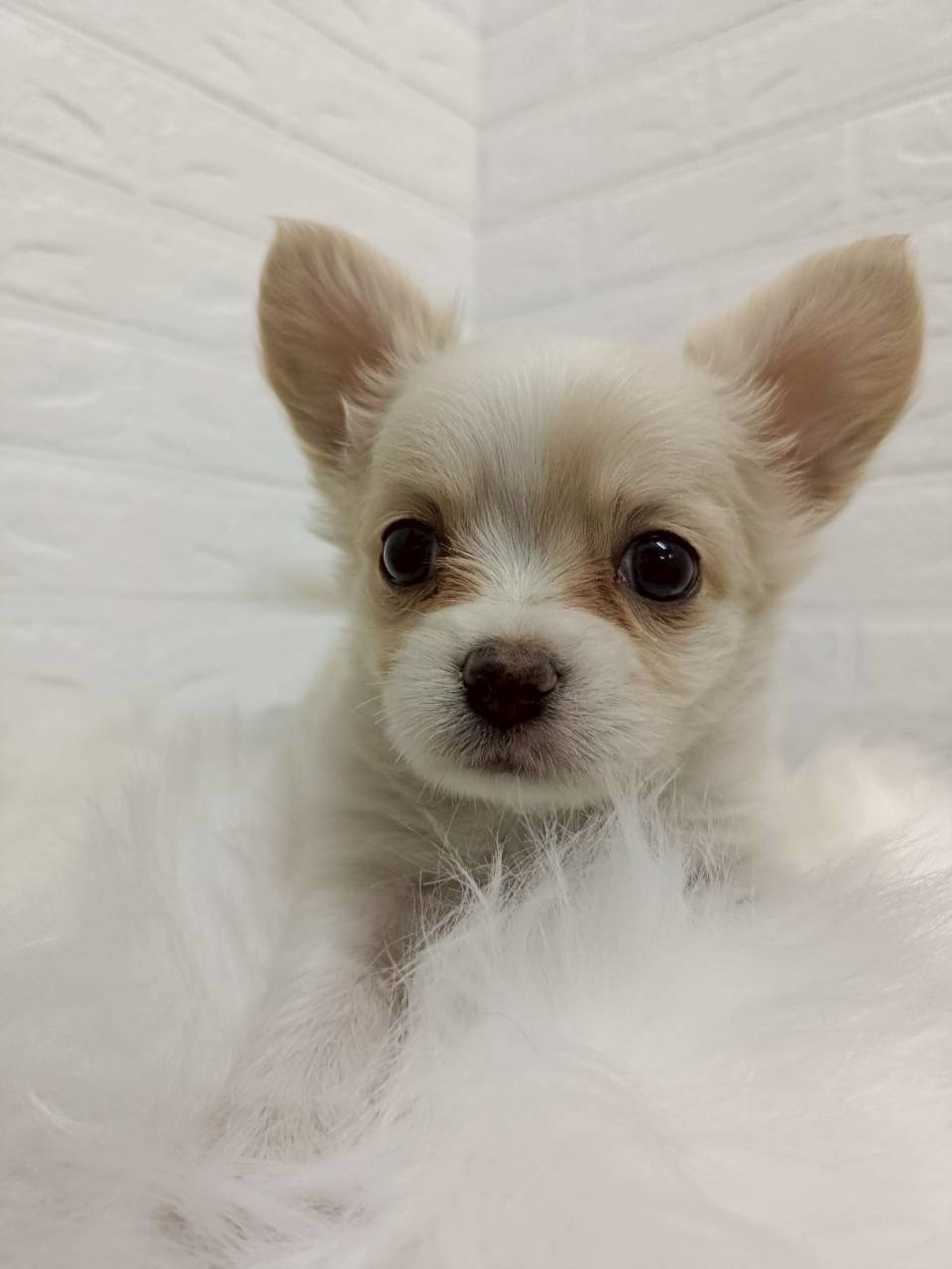 東京都のチワワ(ロング) (ペットショップcoco東京港区店/2026年2月10日生まれ/女の子/クリームホワイト)の子犬