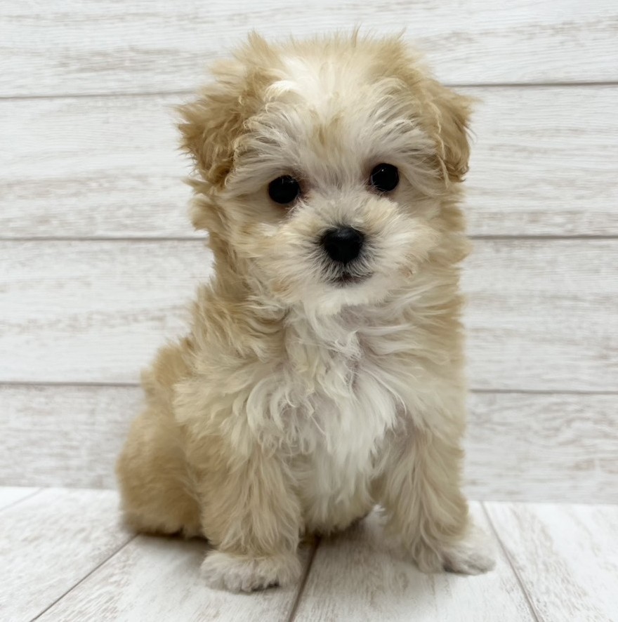 千葉県のマルプー(マルチーズ×プードル) (ペピカファミリー松戸店/2026年1月17日生まれ/男の子/クリーム)の子犬の1枚目の画像