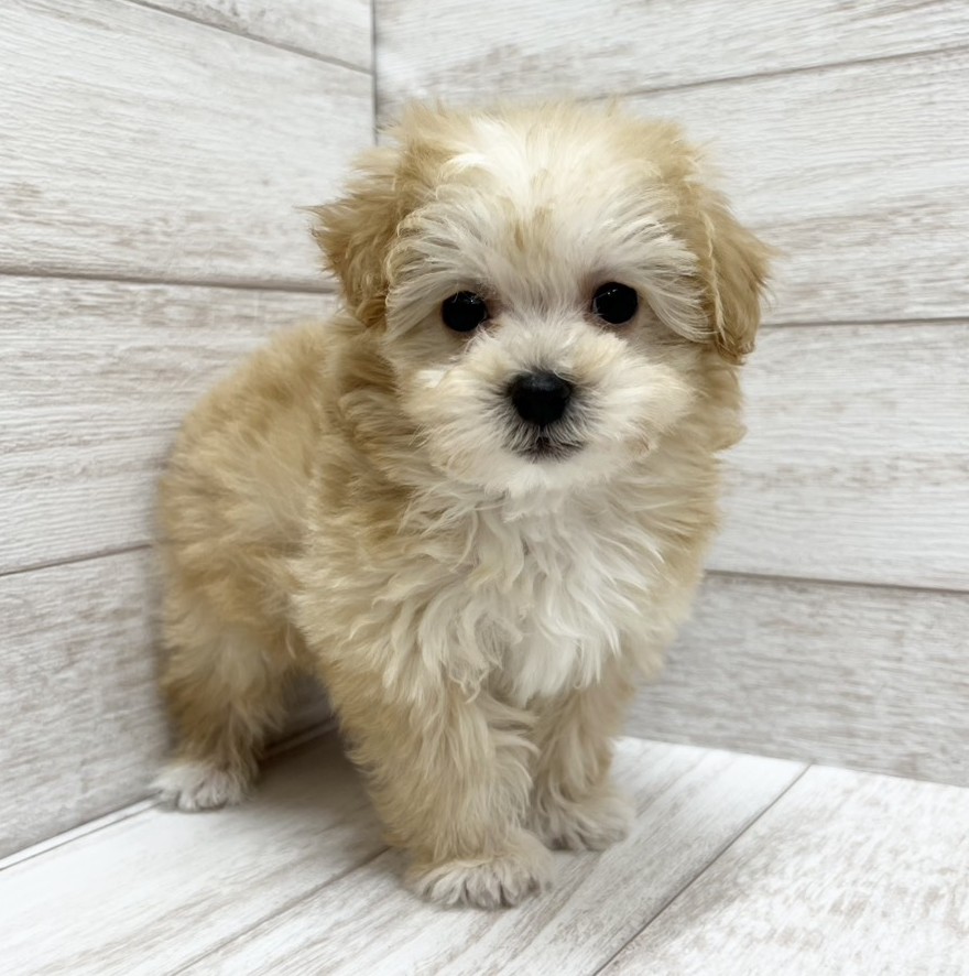 千葉県のマルプー(マルチーズ×プードル) (ペピカファミリー松戸店/2026年1月17日生まれ/男の子/クリーム)の子犬の2枚目の画像