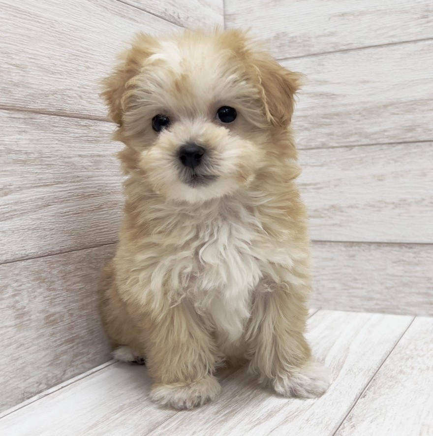 千葉県のマルプー(マルチーズ×プードル) (ペピカファミリー松戸店/2026年1月17日生まれ/男の子/クリーム)の子犬の3枚目の画像