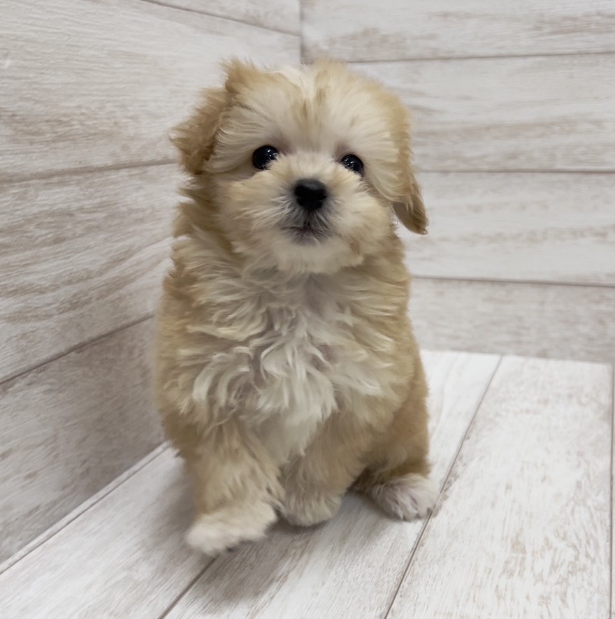 千葉県のマルプー(マルチーズ×プードル) (ペピカファミリー松戸店/2026年1月17日生まれ/男の子/クリーム)の子犬の4枚目の画像
