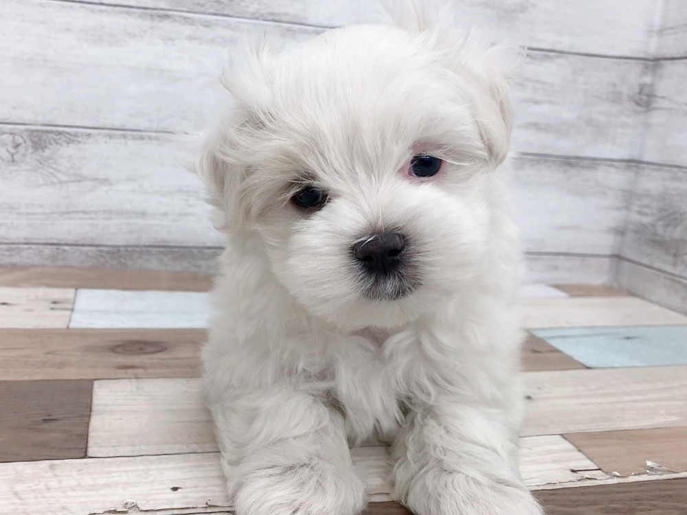 新潟県のマルチーズ (竹内ペット 白根店/2025年9月9日生まれ/女の子/ホワイト)の子犬の1枚目の画像
