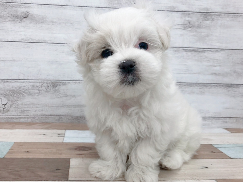 新潟県のマルチーズ (竹内ペット 白根店/2025年9月9日生まれ/女の子/ホワイト)の子犬の2枚目の画像