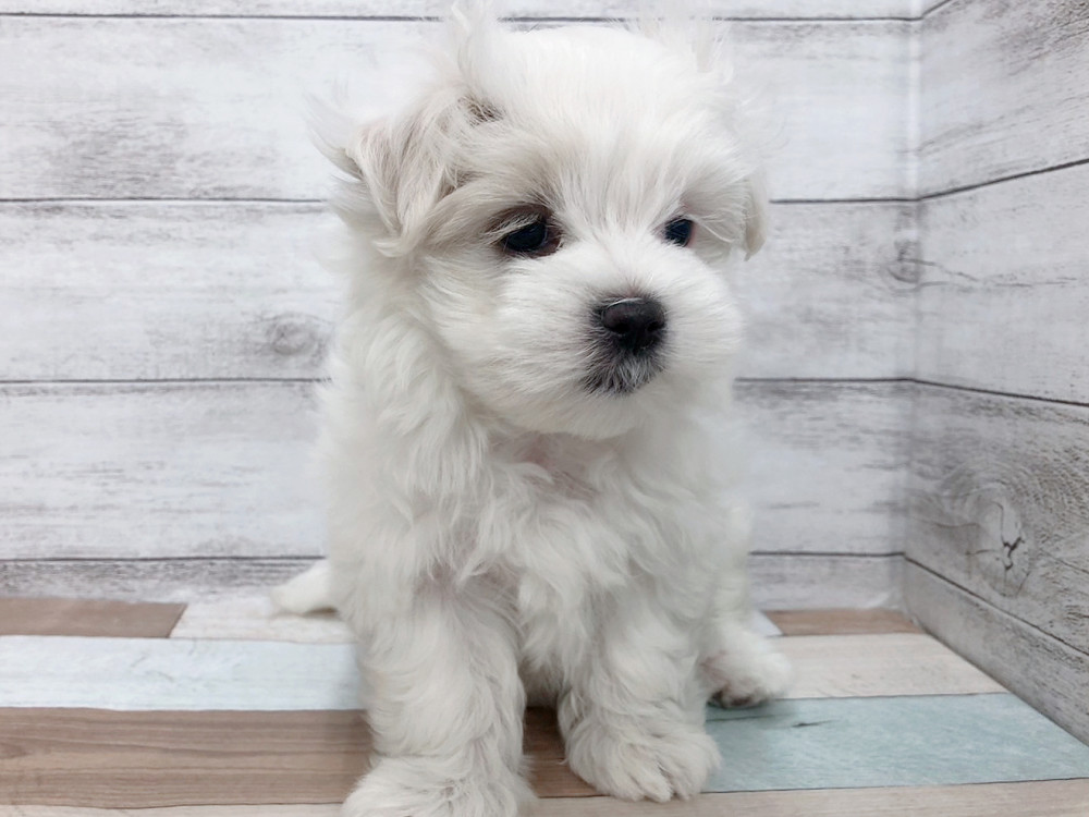 新潟県のマルチーズ (竹内ペット 白根店/2025年9月9日生まれ/女の子/ホワイト)の子犬の3枚目の画像