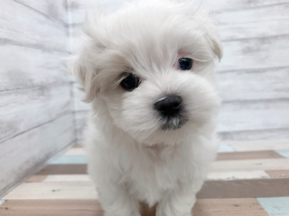新潟県のマルチーズ (竹内ペット 白根店/2025年9月9日生まれ/女の子/ホワイト)の子犬の4枚目の画像