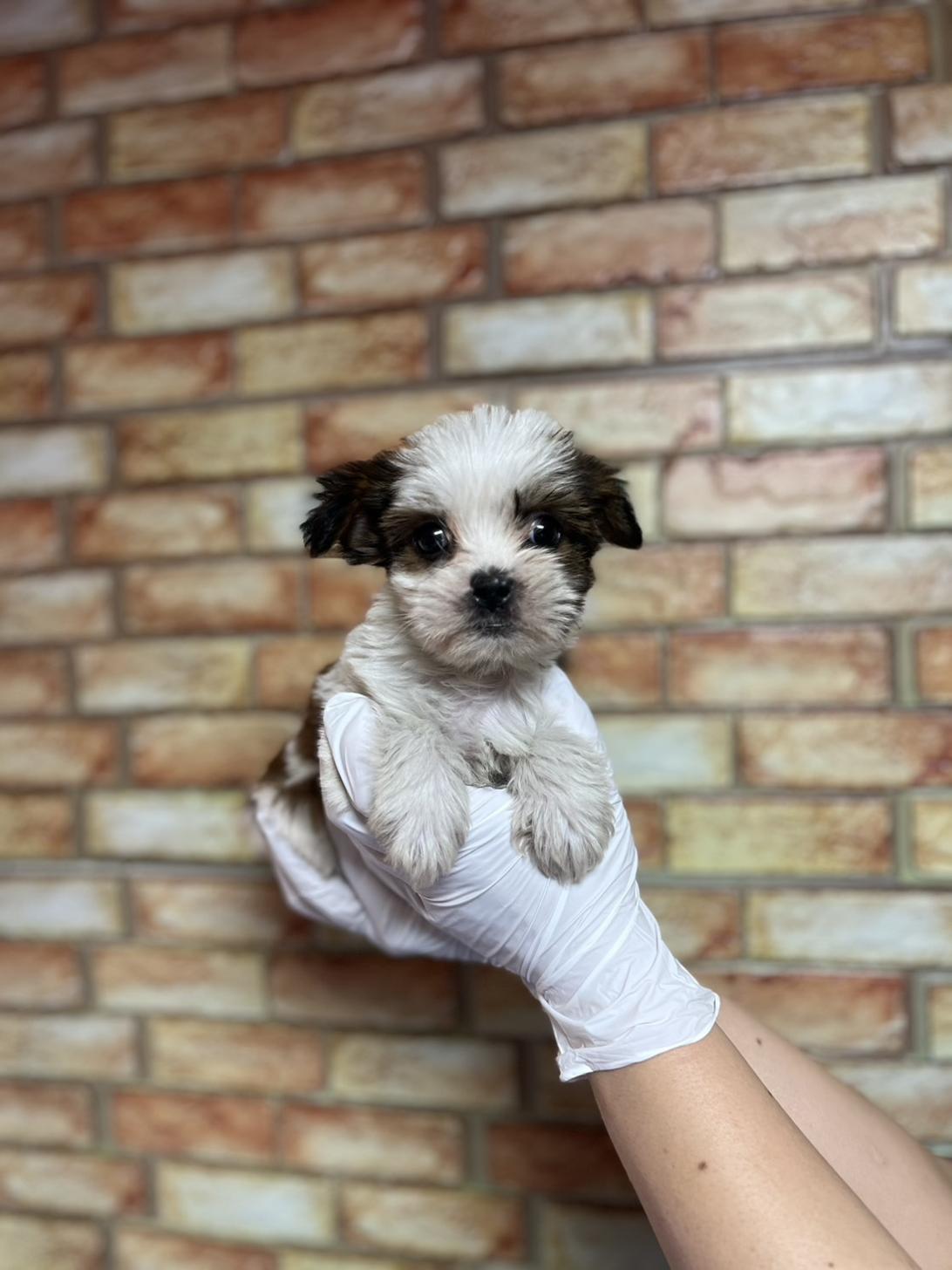 埼玉県のハーフ犬・ミックス犬 (ペッツスマイル南中野店/2025年3月31日生まれ/男の子/ホワイトゴールド)の子犬