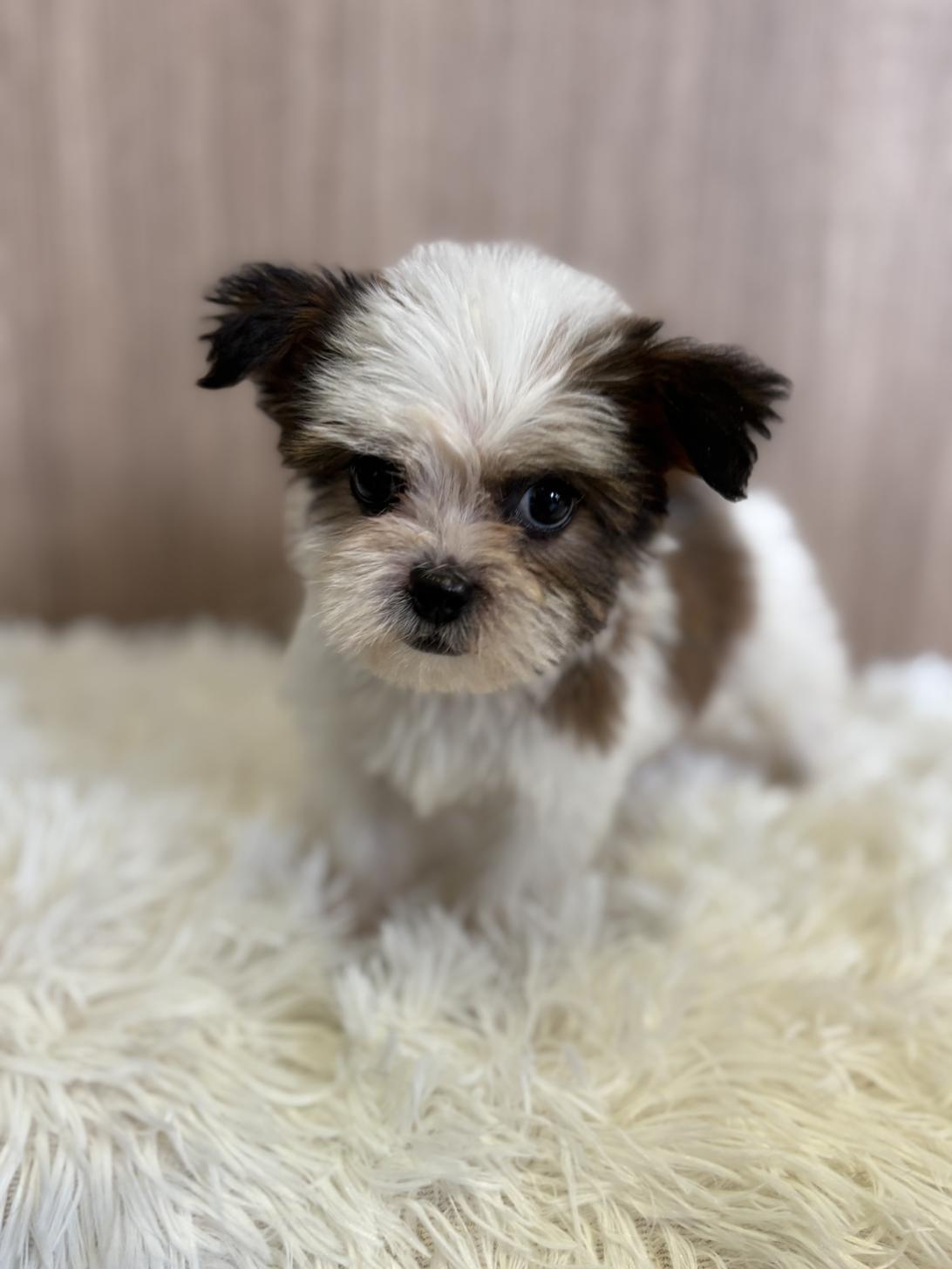 埼玉県のハーフ犬・ミックス犬 (ペッツスマイル南中野店/2025年3月31日生まれ/男の子/ホワイトゴールド)の子犬