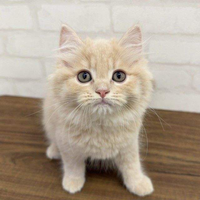 東京都のラガマフィン (ペッツコンシェルMitteN府中店/2026年6月1日生まれ/男の子/クリームタビー)の子猫