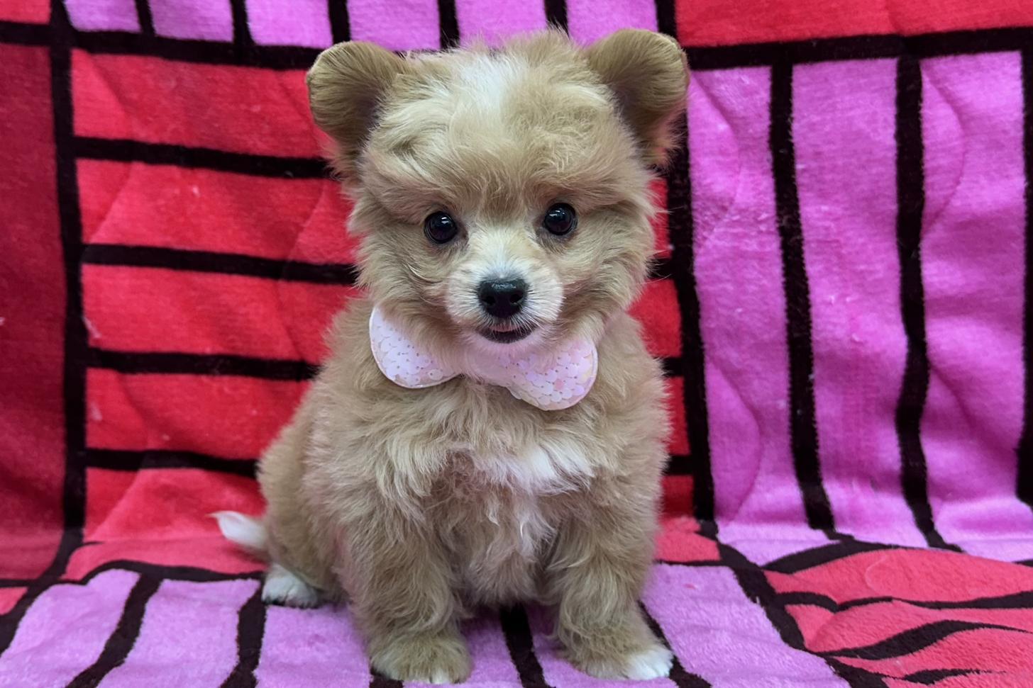 チワプー/プーチー(チワワ×プードル)の子犬を価格や特徴で探す