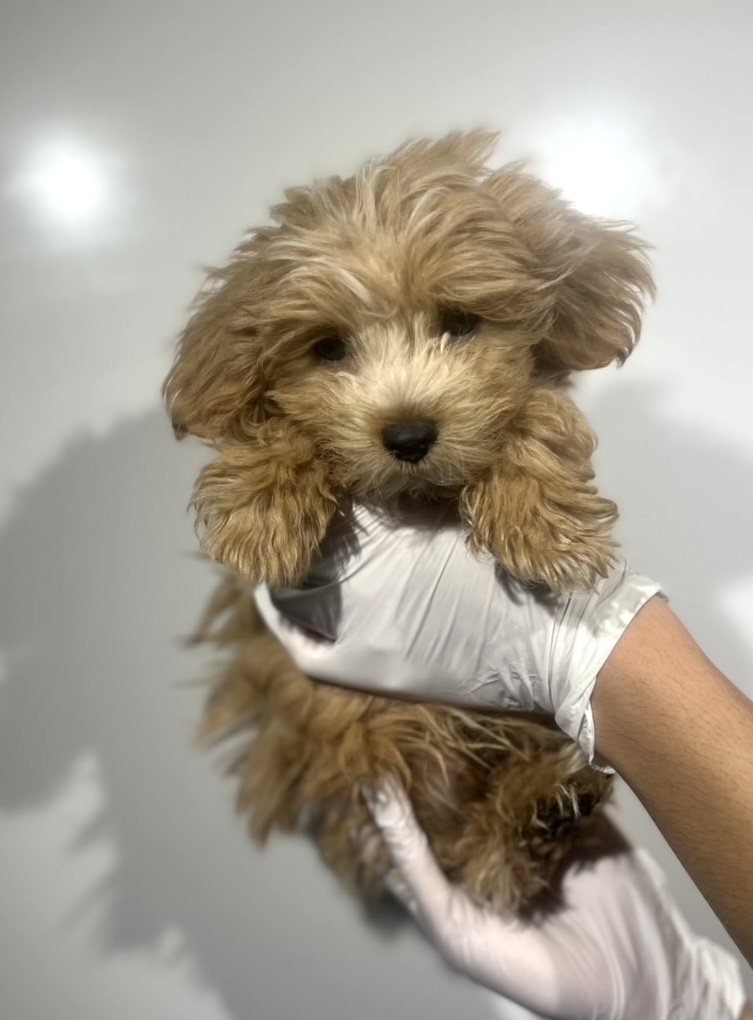 埼玉県のマルプー(マルチーズ×プードル) (ペッツスマイル南中野店/2025年8月12日生まれ/男の子/アプリコット)の子犬の1枚目の画像