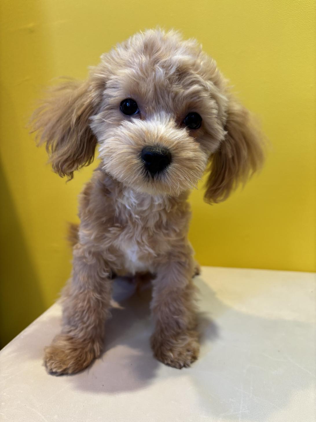 埼玉県のマルプー(マルチーズ×プードル) (ペッツスマイル南中野店/2025年8月12日生まれ/男の子/アプリコット)の子犬の1枚目の画像