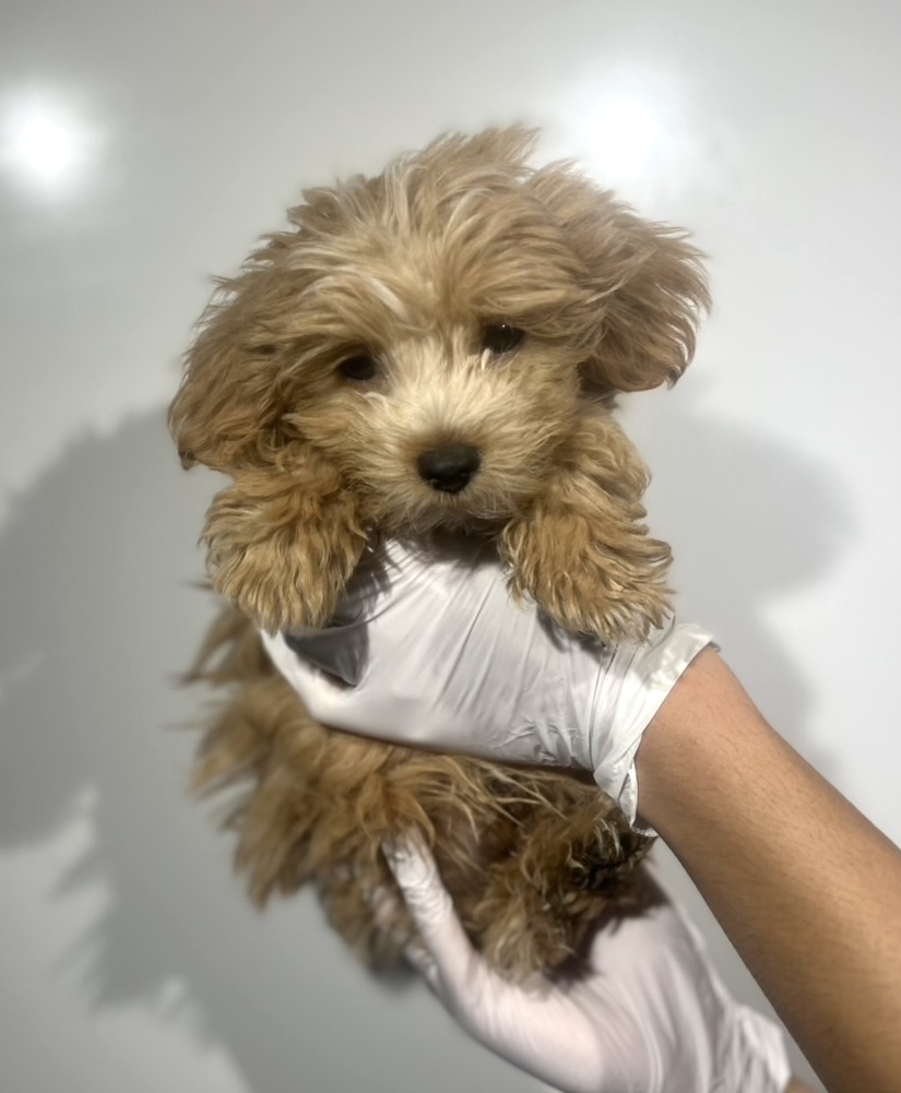埼玉県のマルプー(マルチーズ×プードル) (ペッツスマイル南中野店/2025年8月12日生まれ/男の子/アプリコット)の子犬の2枚目の画像