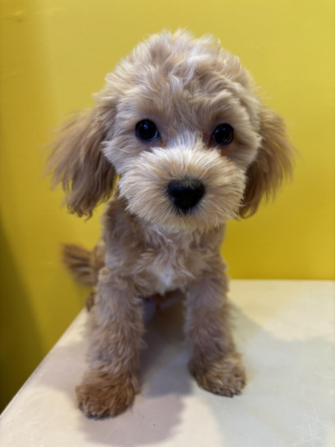 埼玉県のマルプー(マルチーズ×プードル) (ペッツスマイル南中野店/2025年8月12日生まれ/男の子/アプリコット)の子犬の2枚目の画像