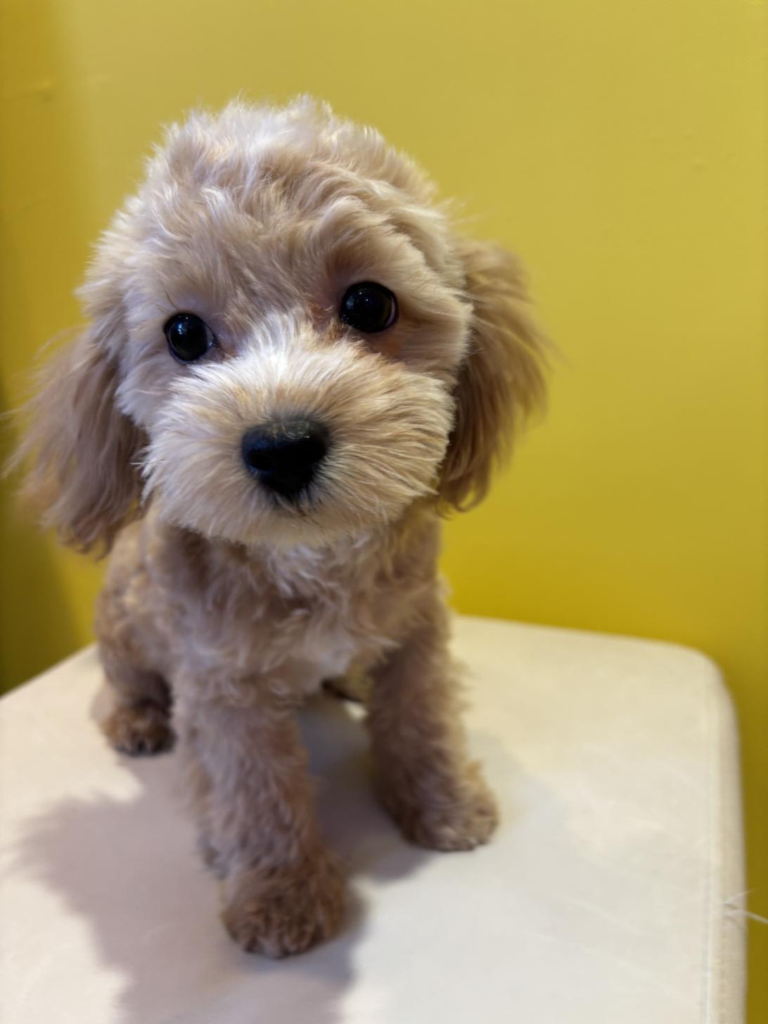 埼玉県のマルプー(マルチーズ×プードル) (ペッツスマイル南中野店/2025年8月12日生まれ/男の子/アプリコット)の子犬の3枚目の画像