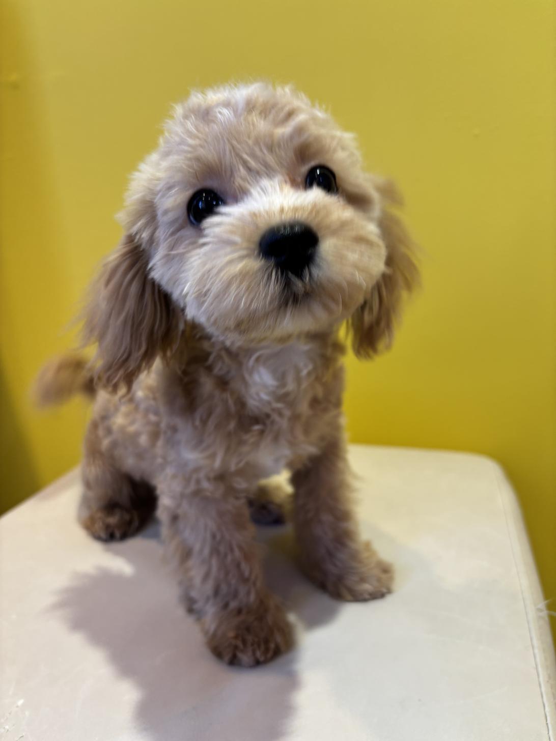 埼玉県のマルプー(マルチーズ×プードル) (ペッツスマイル南中野店/2025年8月12日生まれ/男の子/アプリコット)の子犬の4枚目の画像
