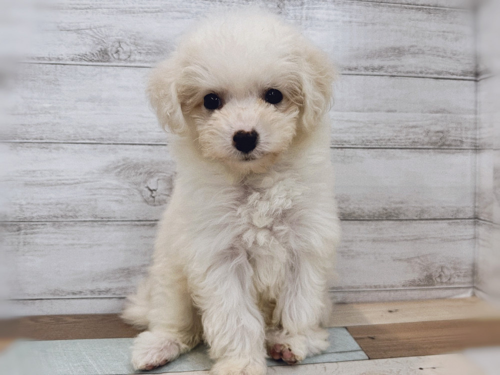 新潟県のビションフリーゼ (竹内ペット 新潟西店/2025年8月12日生まれ/女の子/ホワイト)の子犬の1枚目の画像