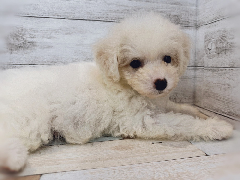 新潟県のビションフリーゼ (竹内ペット 新潟西店/2025年8月12日生まれ/女の子/ホワイト)の子犬の2枚目の画像