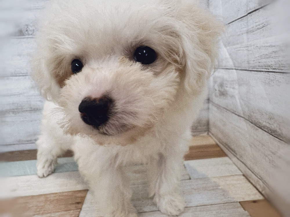 新潟県のビションフリーゼ (竹内ペット 新潟西店/2025年8月12日生まれ/女の子/ホワイト)の子犬の3枚目の画像