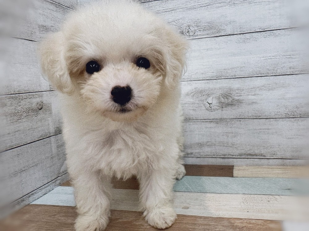 新潟県のビションフリーゼ (竹内ペット 新潟西店/2025年8月12日生まれ/女の子/ホワイト)の子犬の4枚目の画像