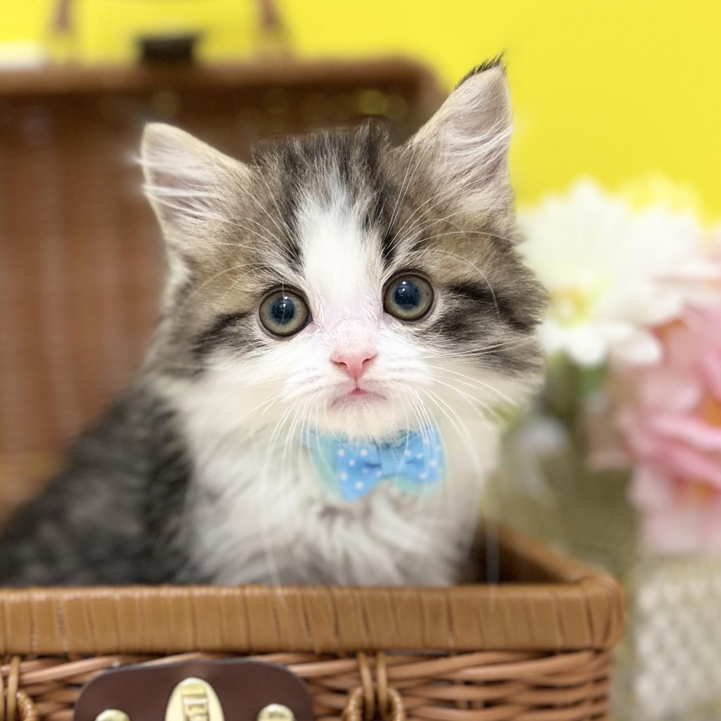 神奈川県のスコティッシュフォールド (にゃんこハウスPAW/2025年3月15日生まれ/男の子/ブラウンタビーホワイト)の子猫