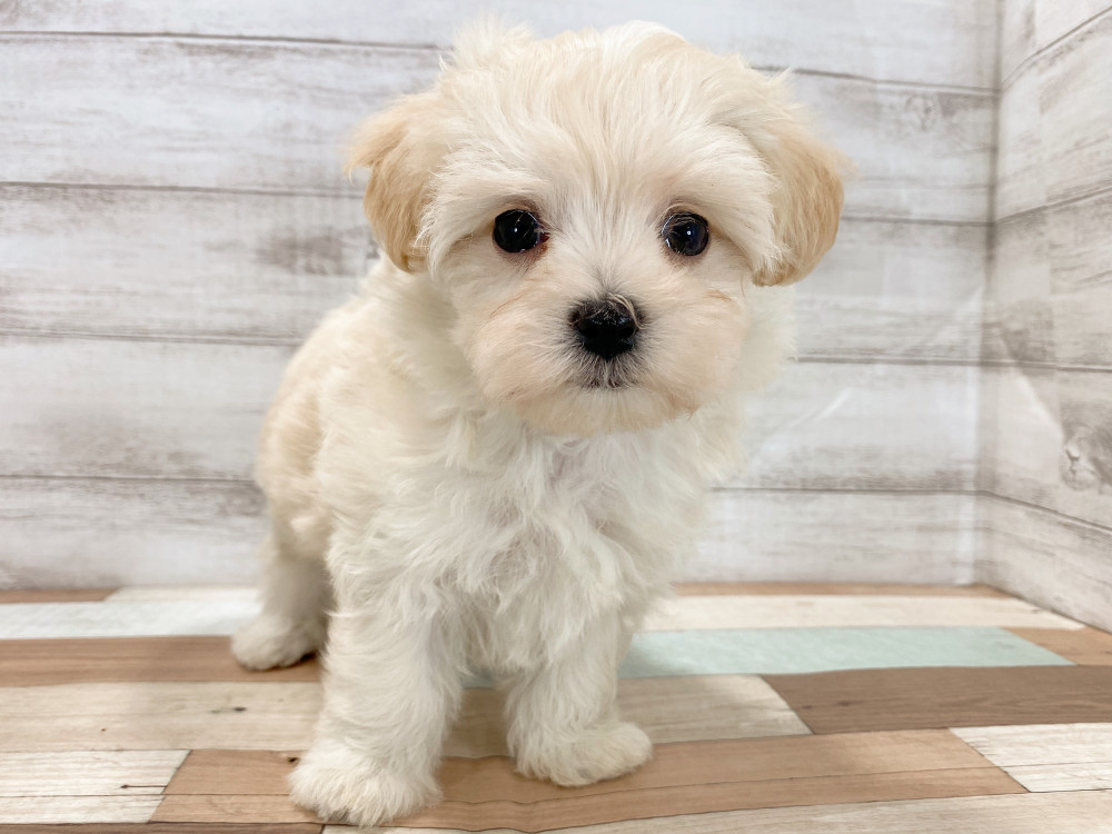 新潟県のマルプー(マルチーズ×プードル) (竹内ペット 新津本店/2026年2月19日生まれ/女の子/クリーム)の子犬の1枚目の画像