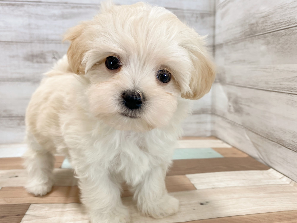 新潟県のマルプー(マルチーズ×プードル) (竹内ペット 新津本店/2026年2月19日生まれ/女の子/クリーム)の子犬の2枚目の画像