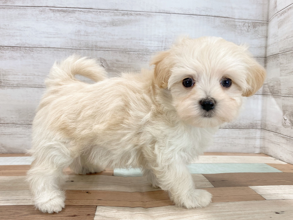 新潟県のマルプー(マルチーズ×プードル) (竹内ペット 新津本店/2026年2月19日生まれ/女の子/クリーム)の子犬の3枚目の画像