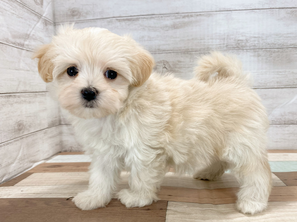 新潟県のマルプー(マルチーズ×プードル) (竹内ペット 新津本店/2026年2月19日生まれ/女の子/クリーム)の子犬の4枚目の画像