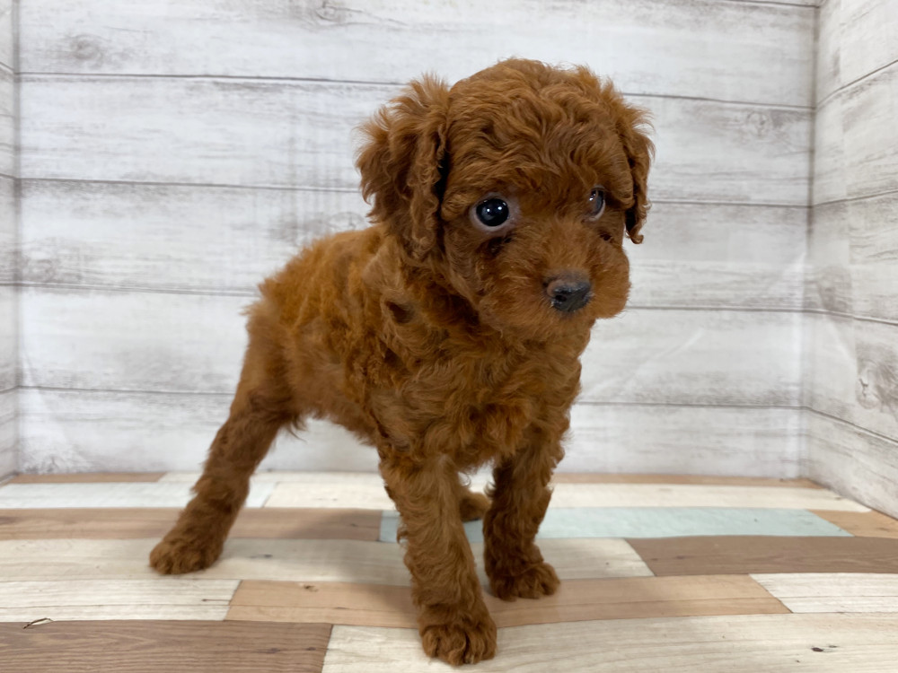 新潟県のトイプードル(トイ) (竹内ペット 新津本店/2025年8月17日生まれ/女の子/レッド)の子犬の1枚目の画像