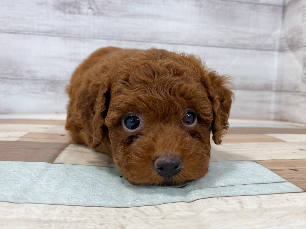 新潟県のトイプードル(トイ) (竹内ペット 新津本店/2025年8月17日生まれ/女の子/レッド)の子犬の2枚目の画像