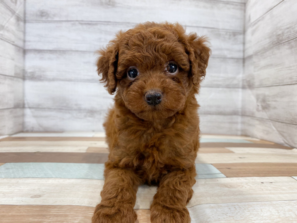 新潟県のトイプードル(トイ) (竹内ペット 新津本店/2025年8月17日生まれ/女の子/レッド)の子犬の3枚目の画像