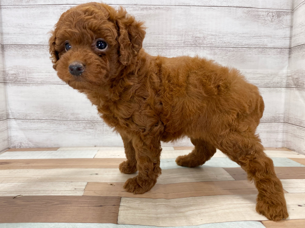 新潟県のトイプードル(トイ) (竹内ペット 新津本店/2025年8月17日生まれ/女の子/レッド)の子犬の4枚目の画像