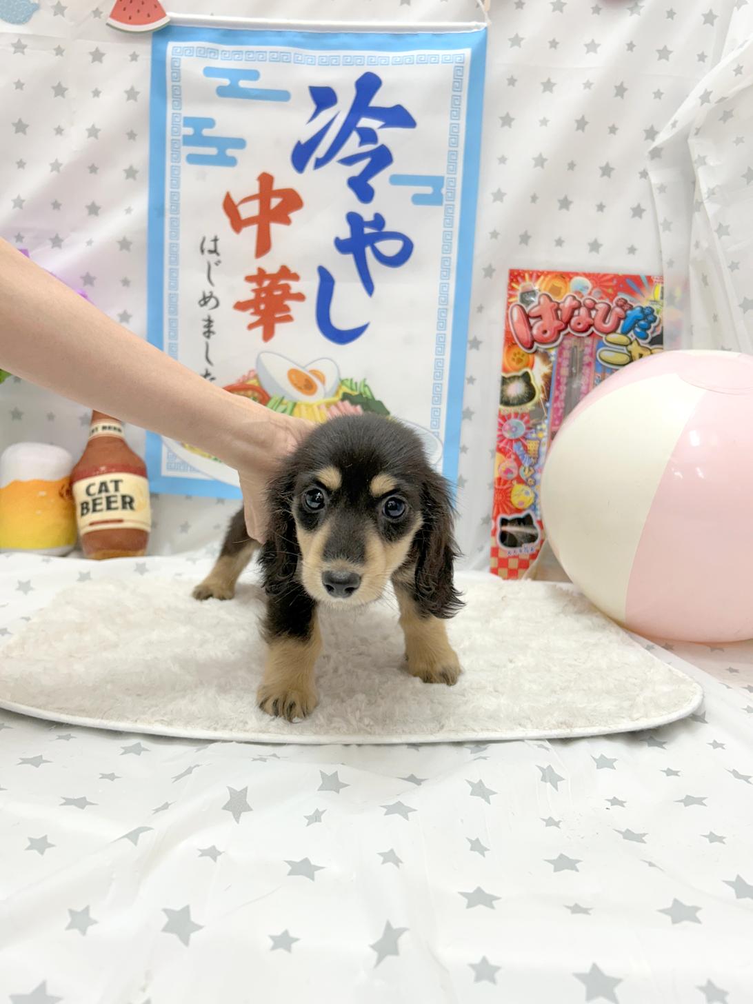 北海道のミニチュアダックスフンド(ロング) (ラブワンコ平岸店/2025年5月12日生まれ/男の子/シルバーブラック)の子犬