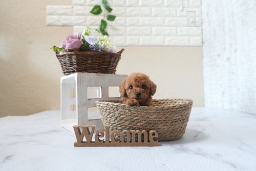 滋賀県のトイプードル(トイ) (いっぷく湖南店/2025年6月17日生まれ/男の子/レッドフォーン)の子犬の1枚目の画像