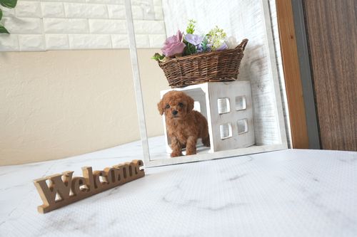 滋賀県のトイプードル(トイ) (いっぷく湖南店/2025年6月17日生まれ/男の子/レッドフォーン)の子犬の2枚目の画像