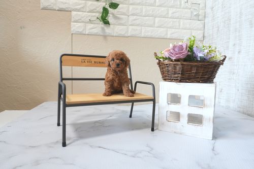 滋賀県のトイプードル(トイ) (いっぷく湖南店/2025年6月17日生まれ/男の子/レッドフォーン)の子犬の3枚目の画像