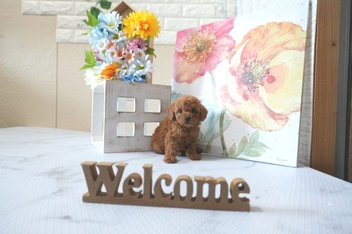 滋賀県のトイプードル(トイ) (いっぷく湖南店/2025年6月17日生まれ/男の子/レッドフォーン)の子犬の4枚目の画像