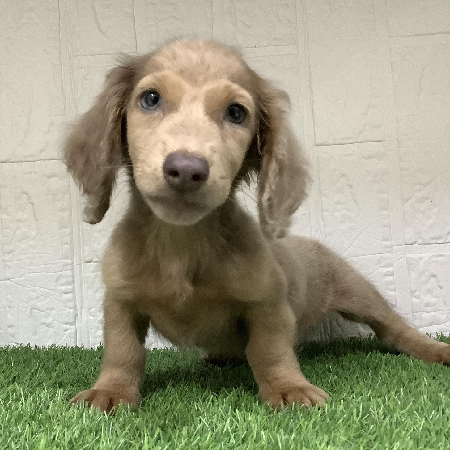 福岡県のミニチュアダックスフンド(ロング) (ドッグズホーム旗崎店/2025年10月24日生まれ/男の子/イザベラダップル)の子犬