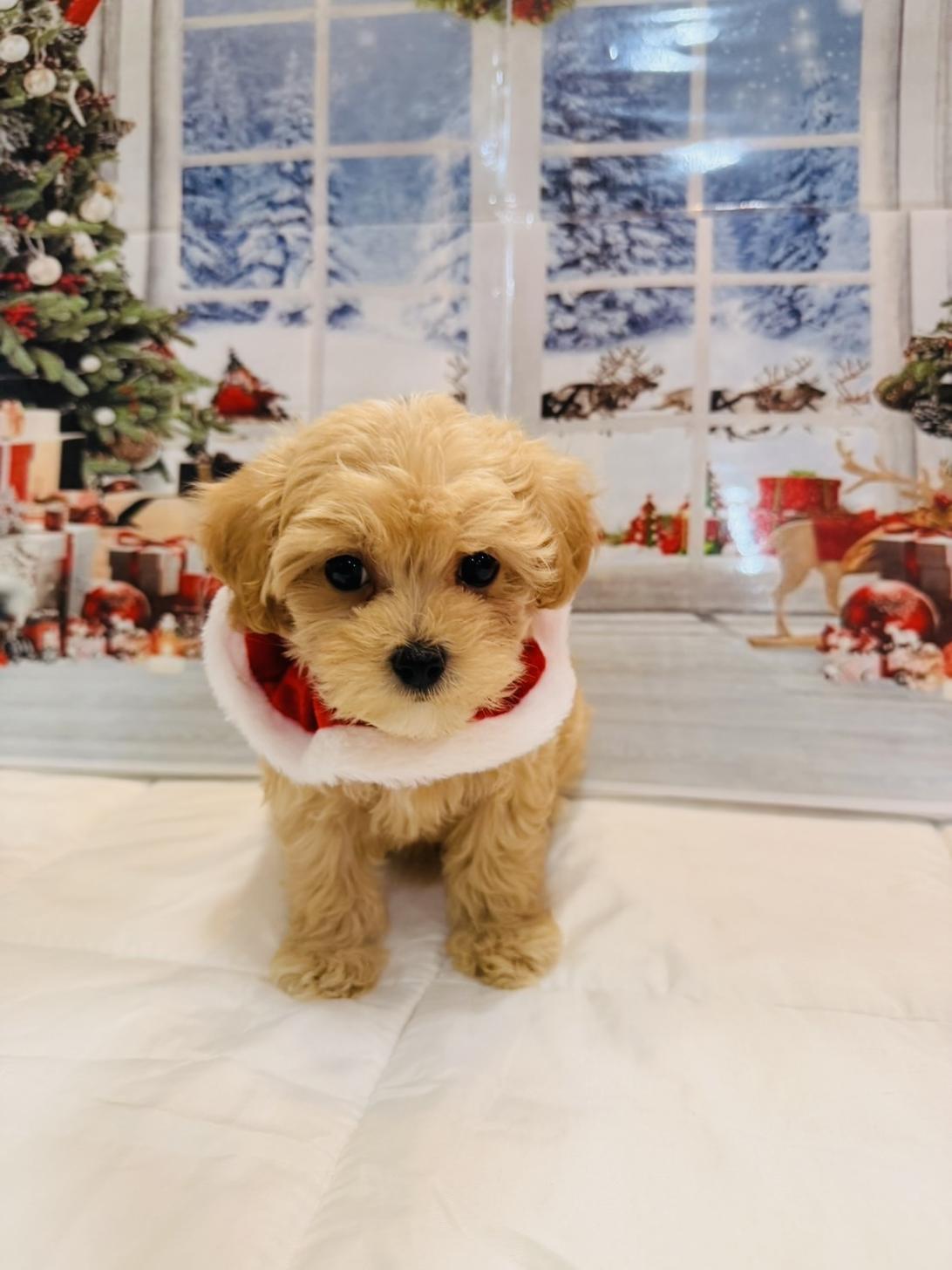 佐賀県のマルプー(マルチーズ×プードル) (スタードッグス新鳥栖店/2025年9月6日生まれ/男の子/クリーム)の子犬