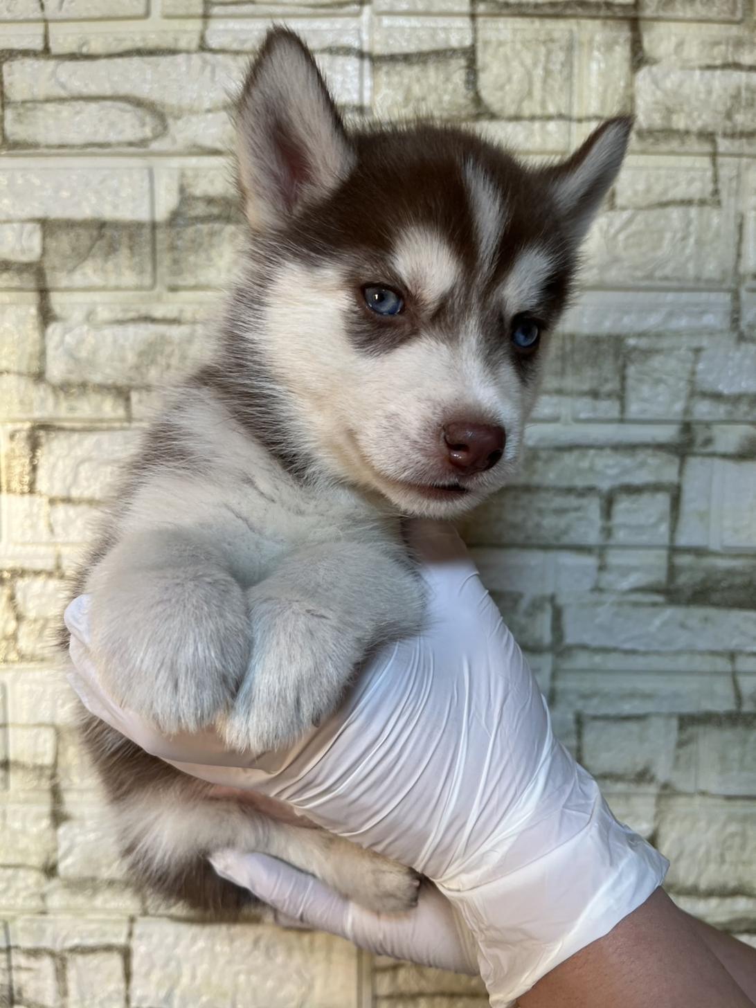 埼玉県のシベリアンハスキー (ペッツスマイル加須インター店/2025年11月15日生まれ/女の子/チョコレートホワイト)の子犬の2枚目の画像