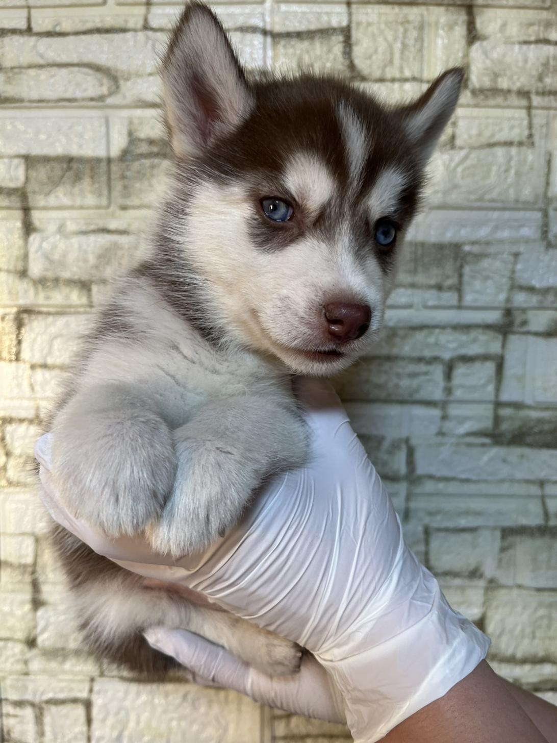 埼玉県のシベリアンハスキー (ペッツスマイル加須インター店/2025年11月15日生まれ/女の子/チョコレートホワイト)の子犬の3枚目の画像